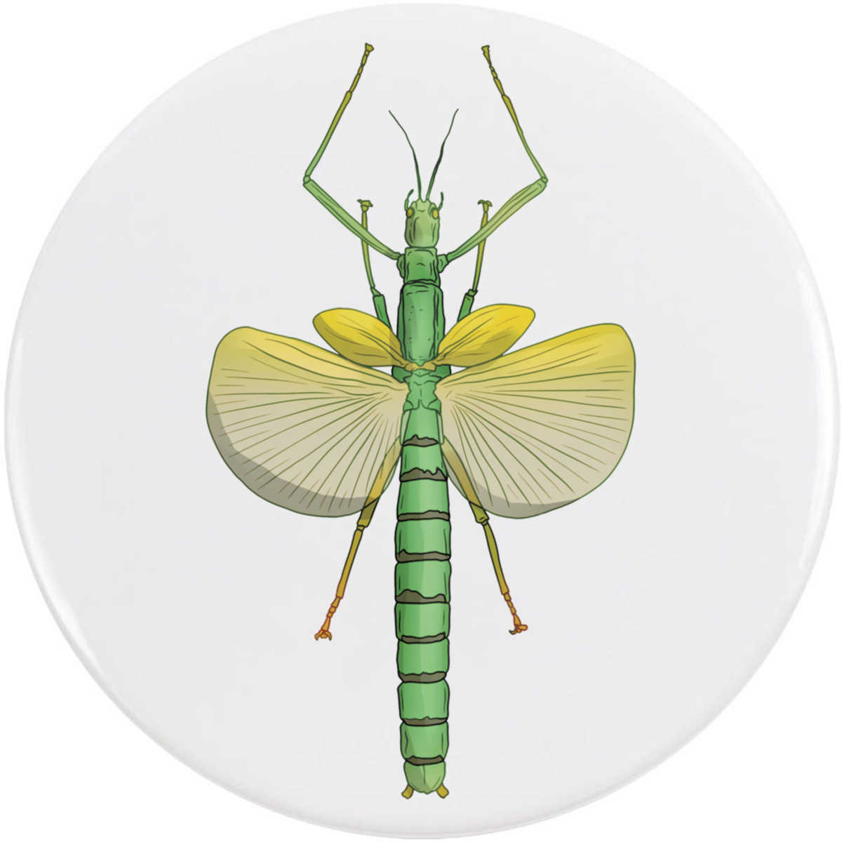 'Stick Insect' Button Pin Badges (BB046664)