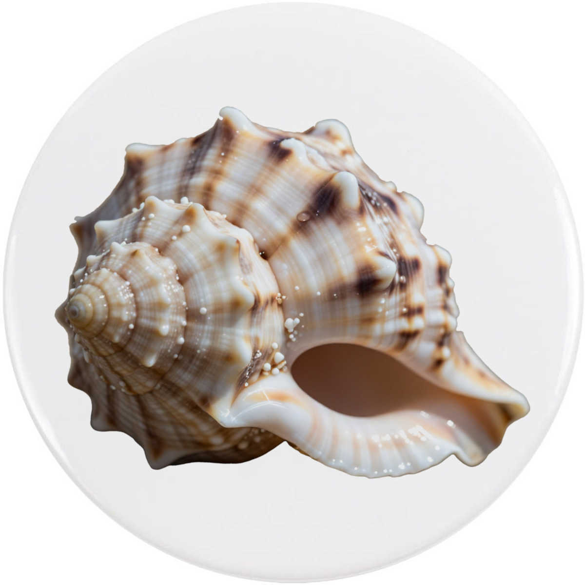 'Conch Shell' Button / Lapel Badges - Pin Back Badges for Clothes, Bags, Accessories and Gifts (BB060869)