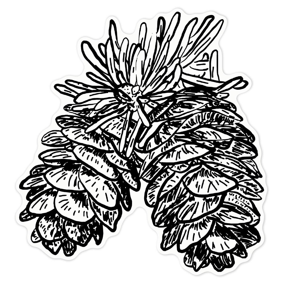 'Pine Cones' Clear Premium Vinyl Decal Stickers – Waterproof, Durable & Easy to Apply - For Car Bumpers, Windows, Bins & More - Large (210mm) (DC00070363)
