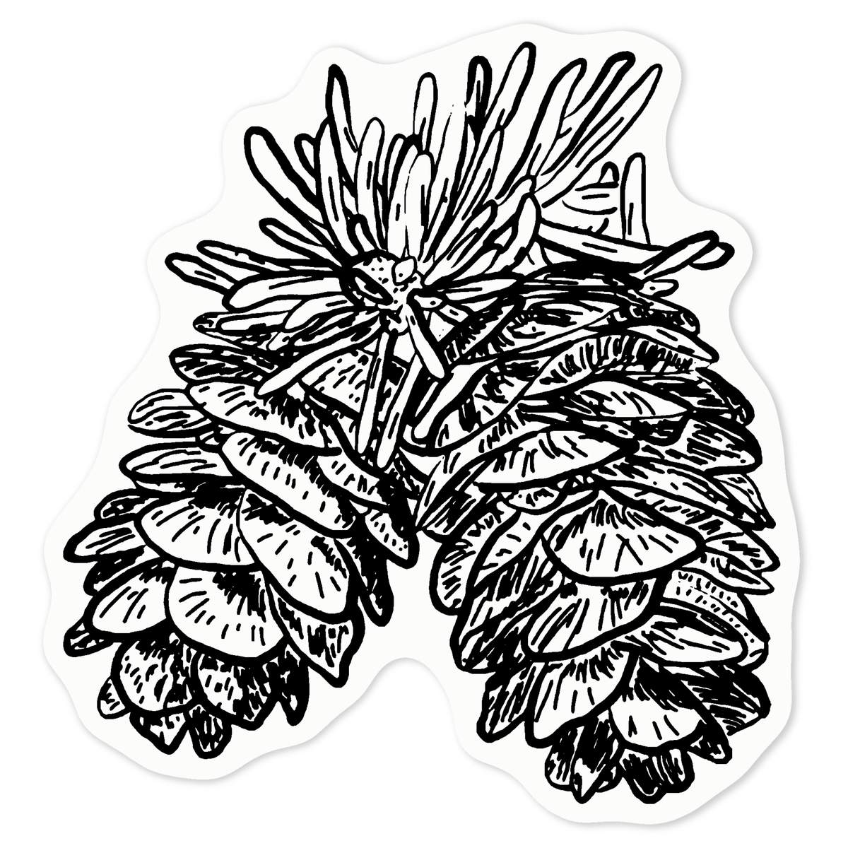 'Pine Cones' Clear Premium Vinyl Decal Stickers – Waterproof, Durable & Easy to Apply - For Car Bumpers, Windows, Bins & More - Medium (100mm) (DC00070362)