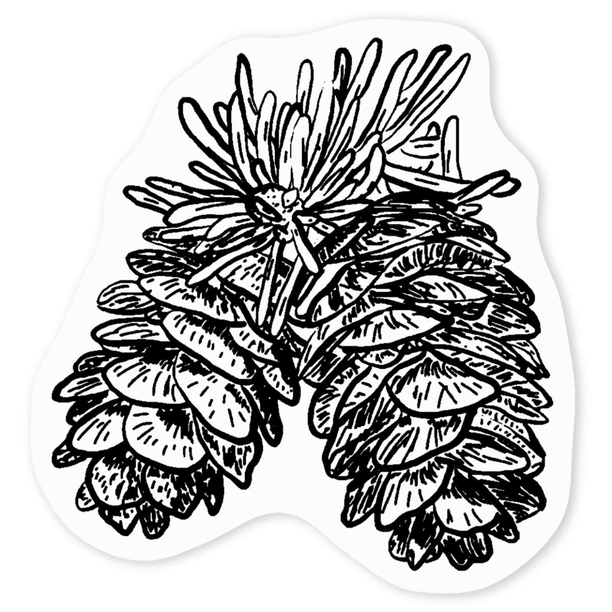 'Pine Cones' Clear Sticker Decals (DC025287)