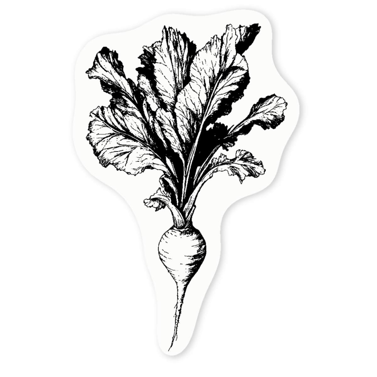 4 x 'Beetroot Plant' Clear Premium Vinyl Decal Stickers – Waterproof, Durable & Easy to Apply - For Car Bumpers, Windows, Bins & More - Small (50mm) (DC00139736)