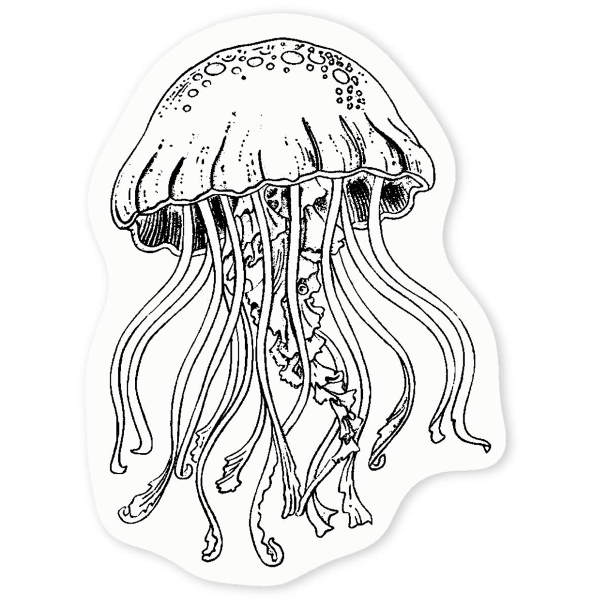 'Single Jellyfish' Clear Sticker Decals (DC055041)