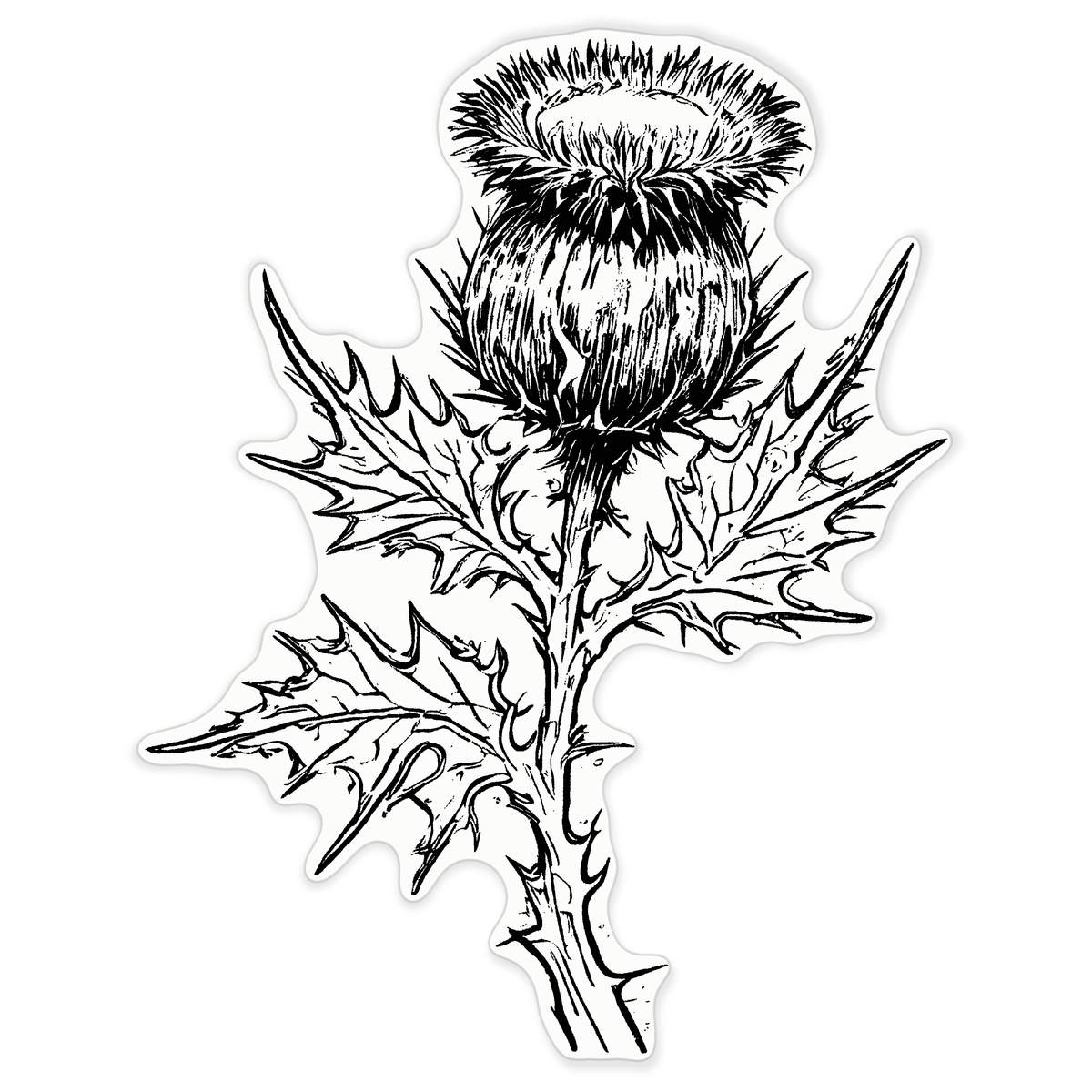 'Scottish Thistle' Clear Premium Vinyl Decal Stickers – Waterproof, Durable & Easy to Apply - For Car Bumpers, Windows, Bins & More - XXL (720mm) (DC00159000)
