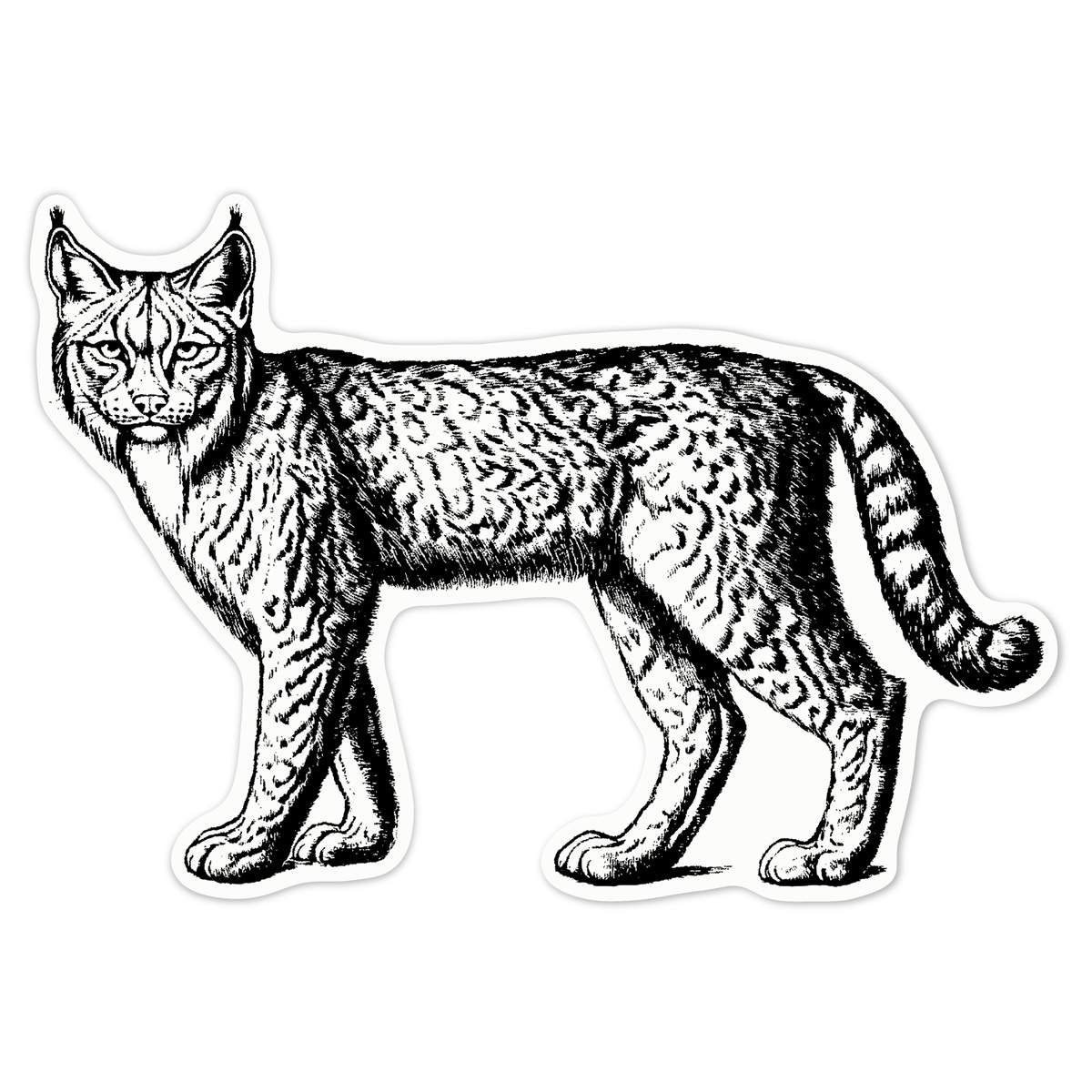 'Lynx Cat Standing' White Premium Vinyl Decal Sticker – Waterproof, Durable & Easy to Apply - For Car Bumpers, Windows, Bins & More - Large (210mm) (DW00132534)