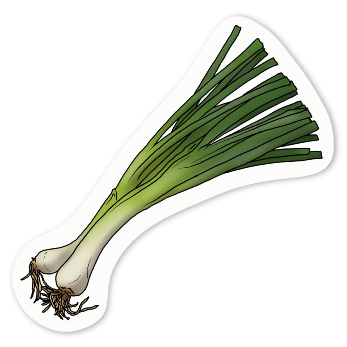 4 x 'Spring Onions' White Premium Vinyl Decal Stickers – Waterproof, Durable & Easy to Apply - For Car Bumpers, Windows, Bins & More - Small (50mm) (DW00081432)