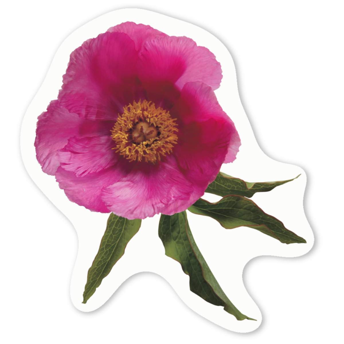 4 x 'Single Pink Peony Flower' White Premium Vinyl Decal Stickers – Waterproof, Durable & Easy to Apply - For Car Bumpers, Windows, Bins & More - Small (50mm) (DW00120000)