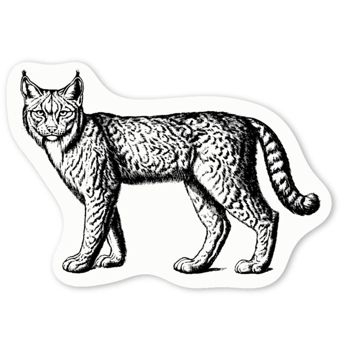 'Lynx Cat Standing' Premium Vinyl Decal Stickers – Waterproof, Durable & Easy to Apply - Ideal for Cars, Windows, Bins and More (DW052020)