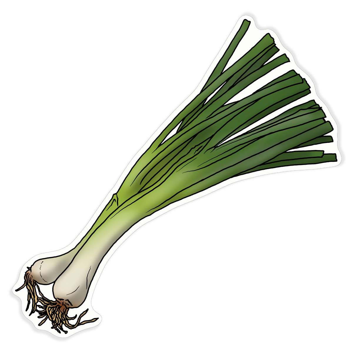 'Spring Onions' White Premium Vinyl Decal Sticker – Waterproof, Durable & Easy to Apply - For Car Bumpers, Windows, Bins & More - XL (460mm) (DW00081435)