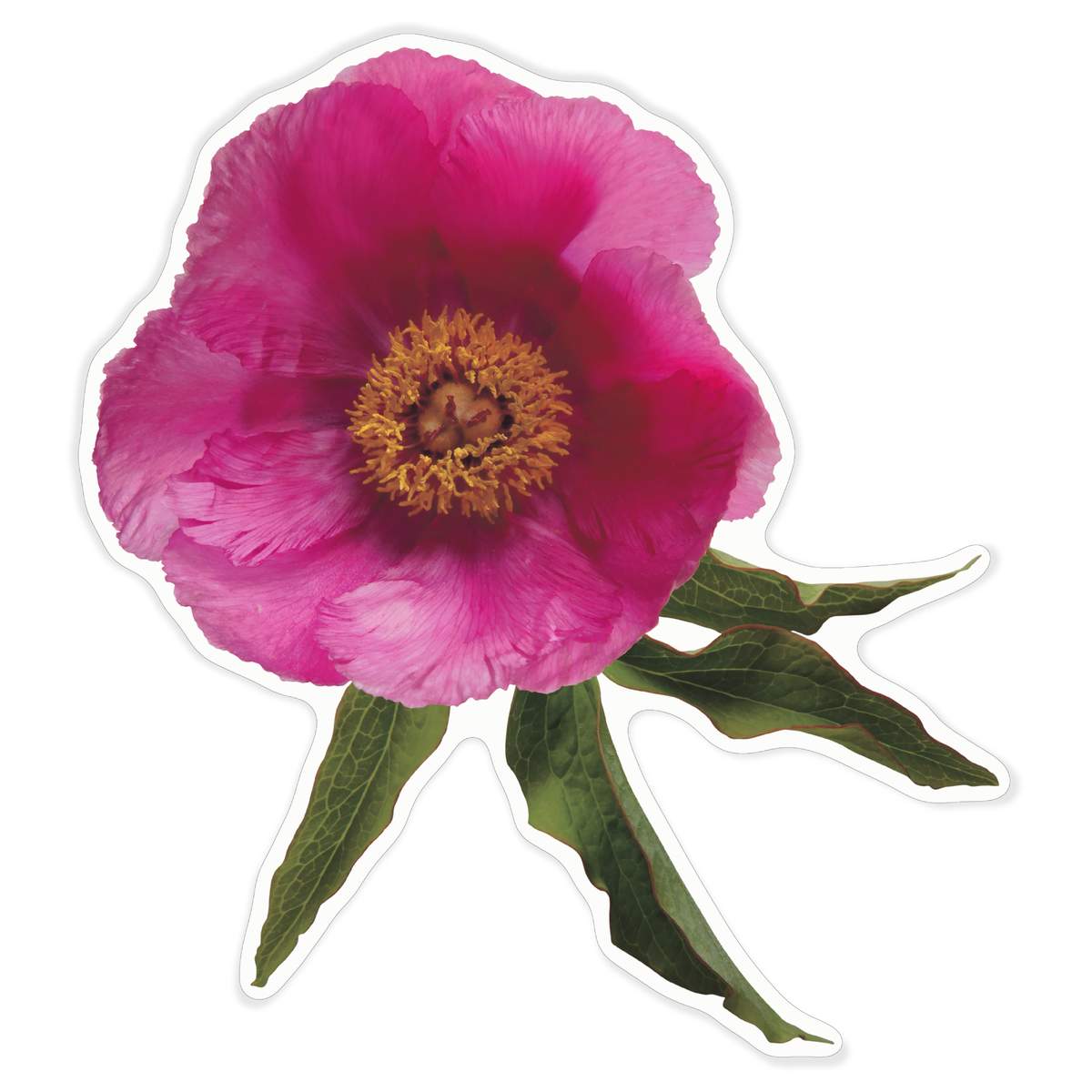 'Single Pink Peony Flower' White Premium Vinyl Decal Sticker – Waterproof, Durable & Easy to Apply - For Car Bumpers, Windows, Bins & More - XL (460mm) (DW00120003)