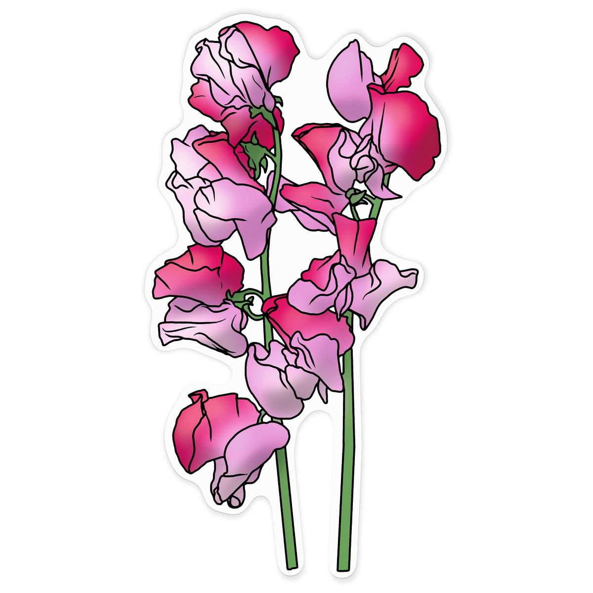 'Pink Sweetpea Flowers' White Premium Vinyl Decal Sticker – Waterproof, Durable & Easy to Apply - For Car Bumpers, Windows, Bins & More - XXL (720mm) (DW00162602)
