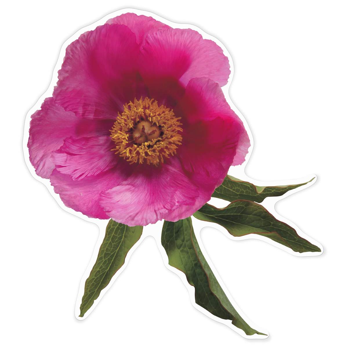 'Single Pink Peony Flower' Vinyl Decal Sticker - White, 72cm - Waterproof Permanent Graphic for Cars, Windows, Bins and Smooth Surfaces (DW00166821)