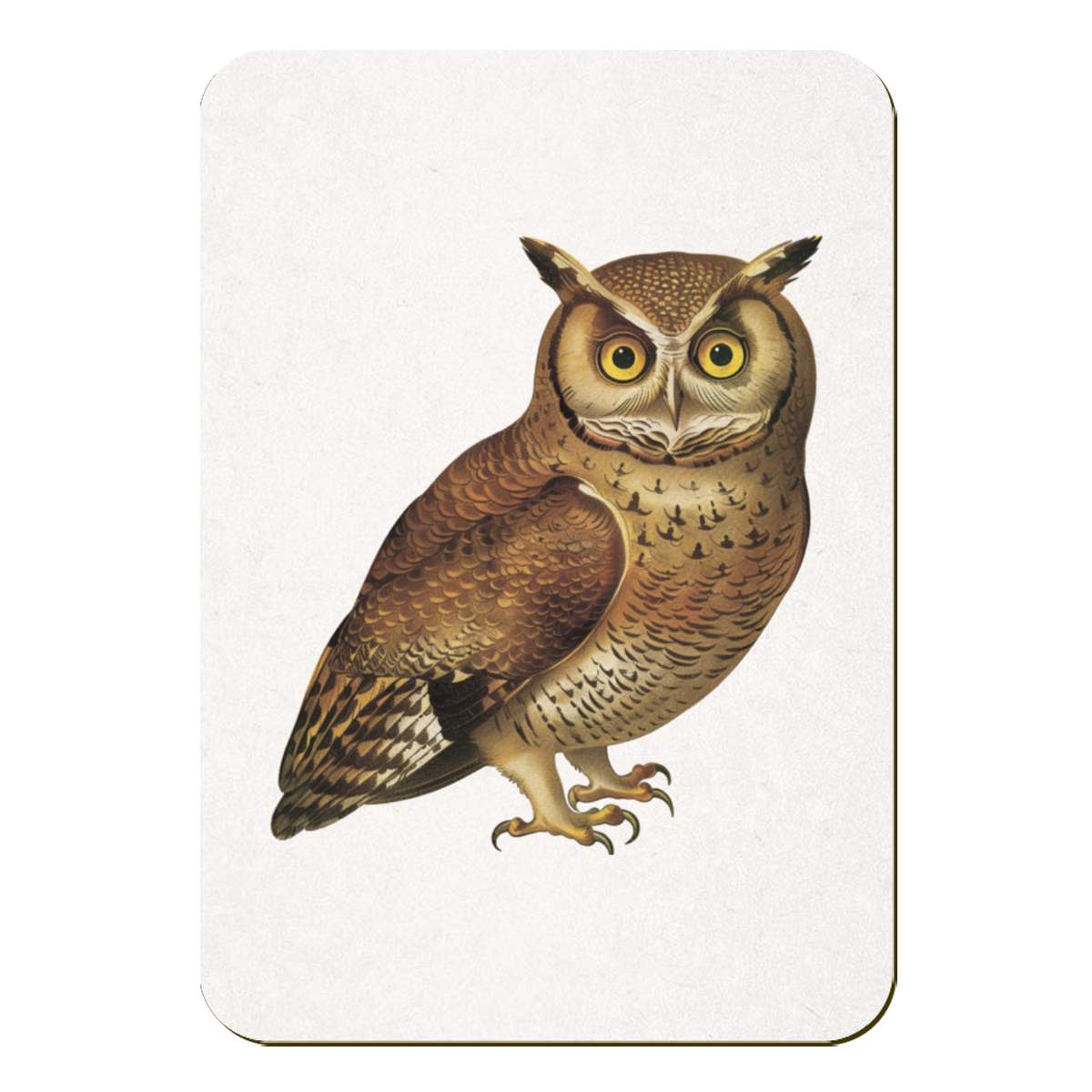 'Brown Owl' Rectangular Fridge Magnet - Decorative Refrigerator & Whiteboard Magnet for Home, Kitchen or Office - 70mm x 49mm (FM00054428)