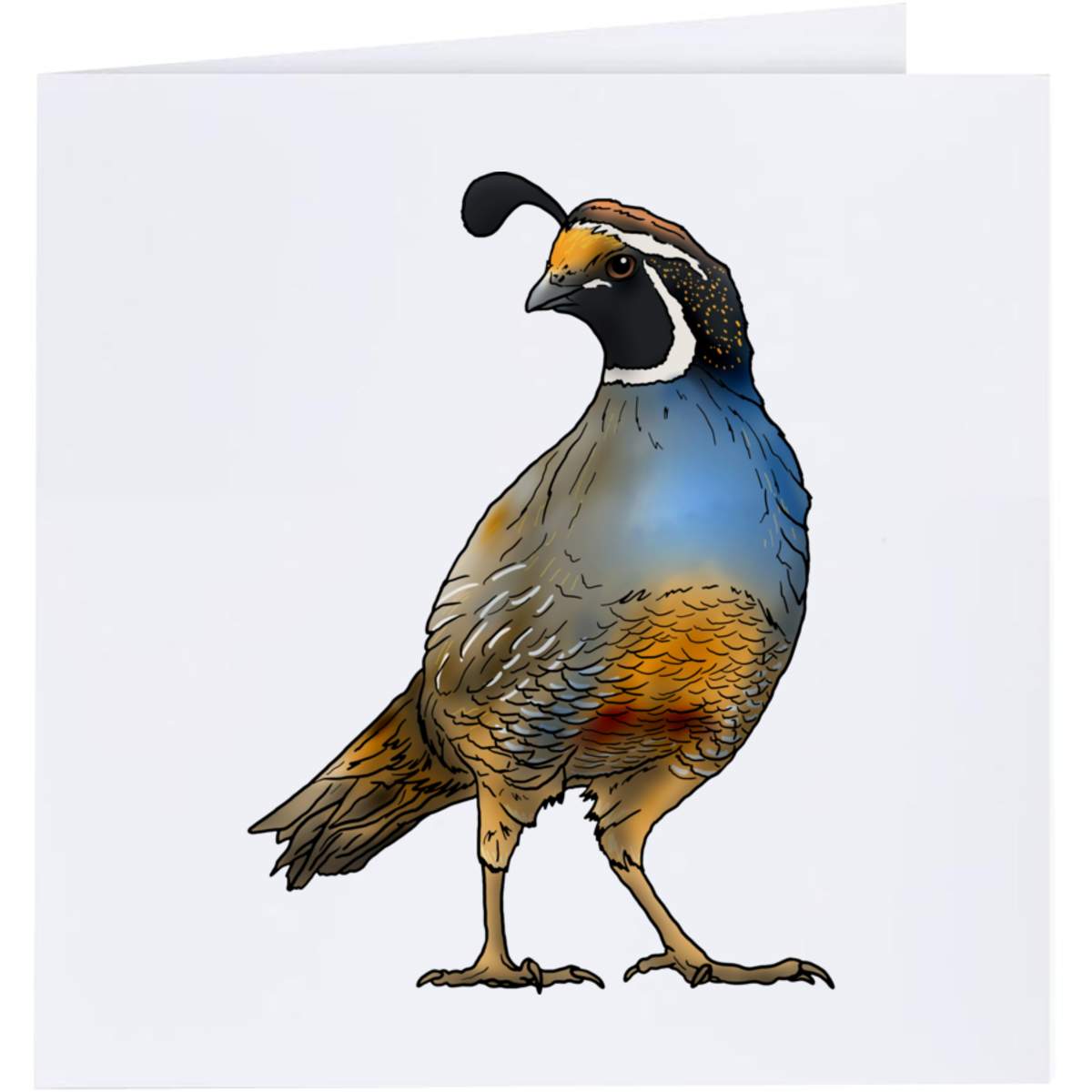 'California Quail' Greeting Cards (GC031062)