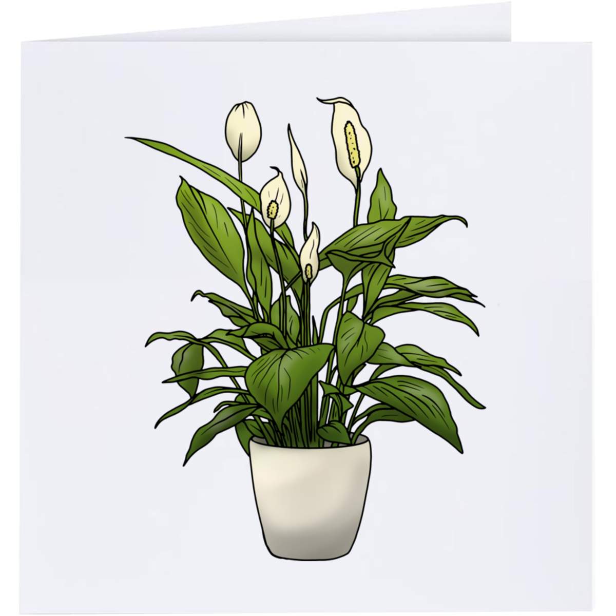 'Peace Lily' Greeting Cards (GC035693)