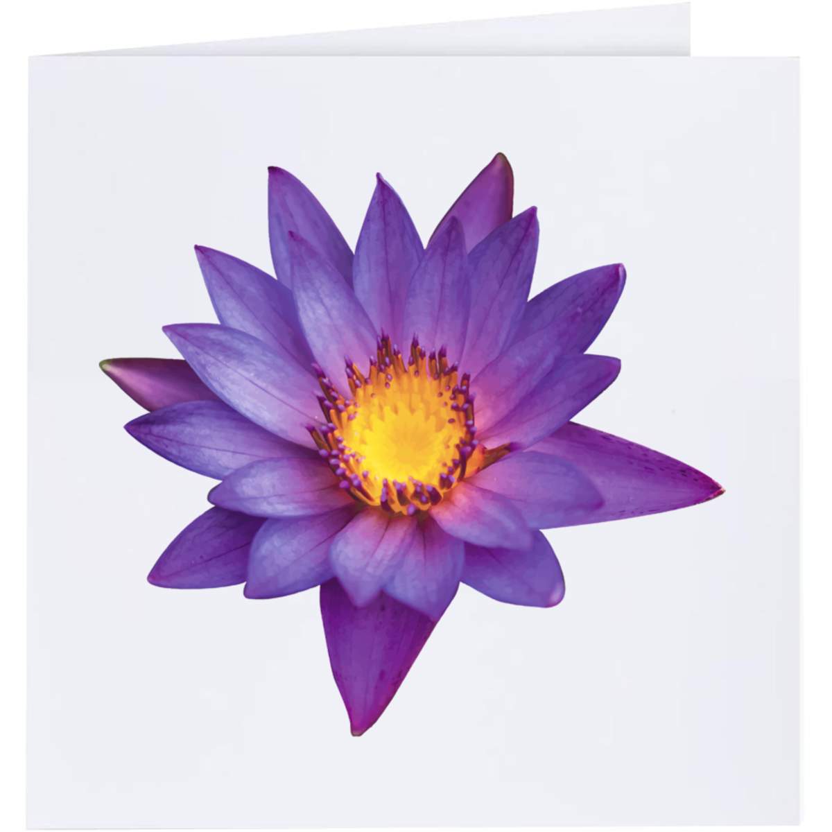 'Water Lily' Greeting Cards (GC046980)