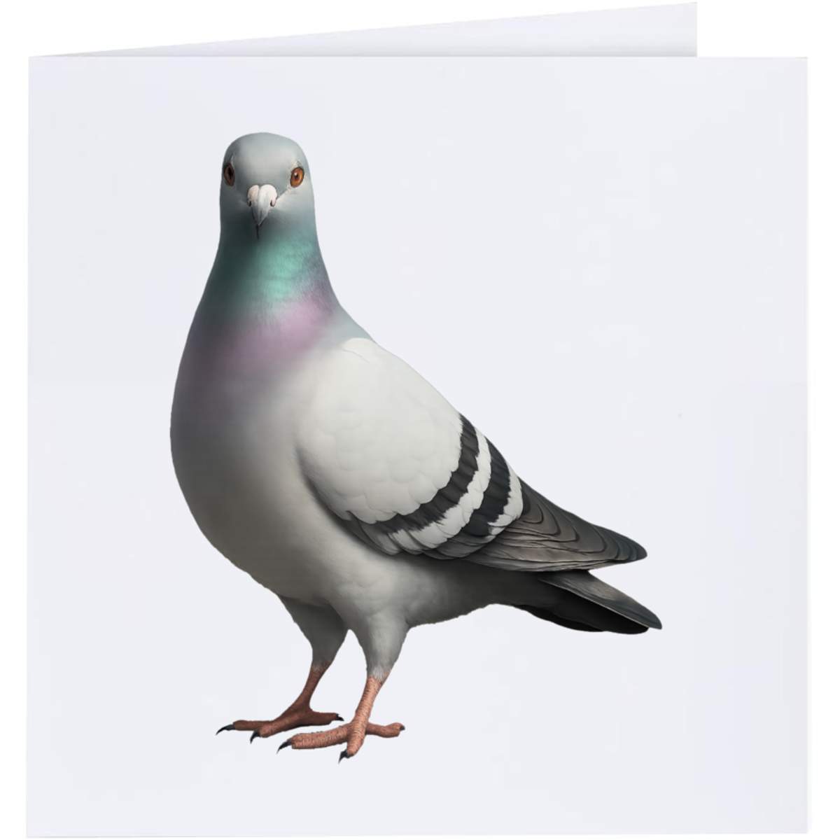 'Racing Pigeon' Greeting Cards (GC055817)