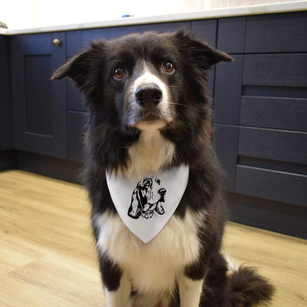 'Basset hound' Dog / Cat / Pet Bandana (PD040433) - Picture 8 of 9