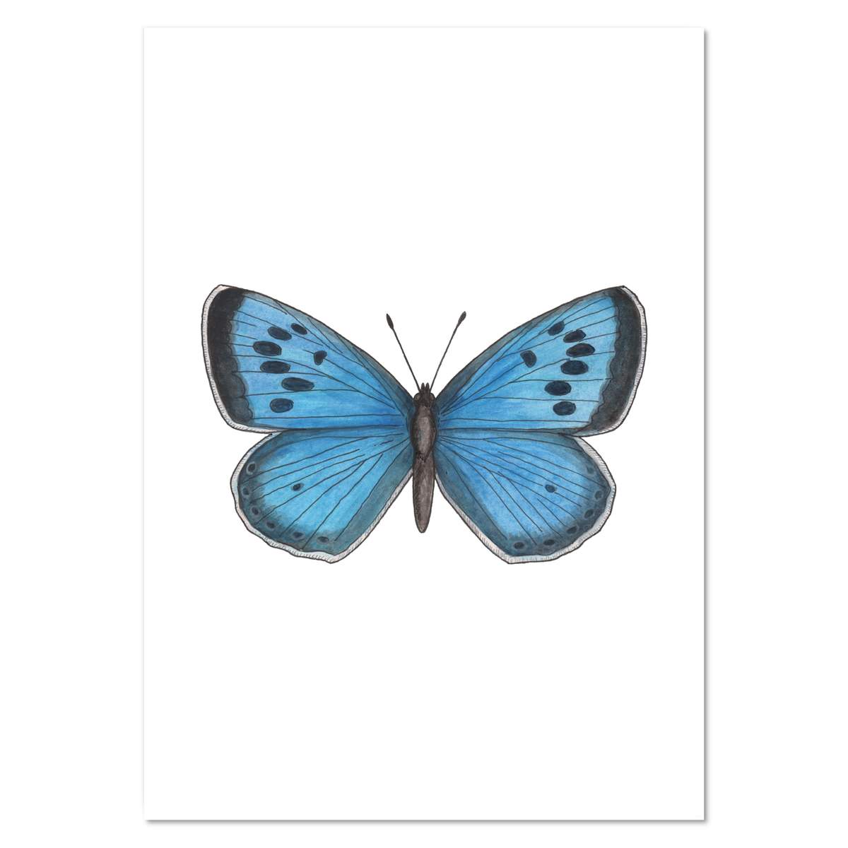 A0+ 'Blue Butterfly' Wall Poster / Print (PP00111126)