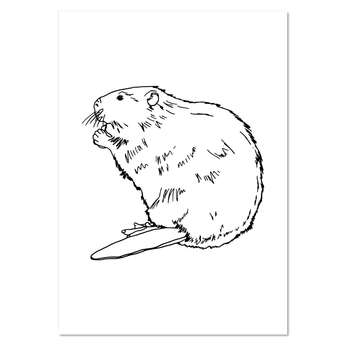 A0+ 'Beaver' Wall Poster / Print (PP00131206)