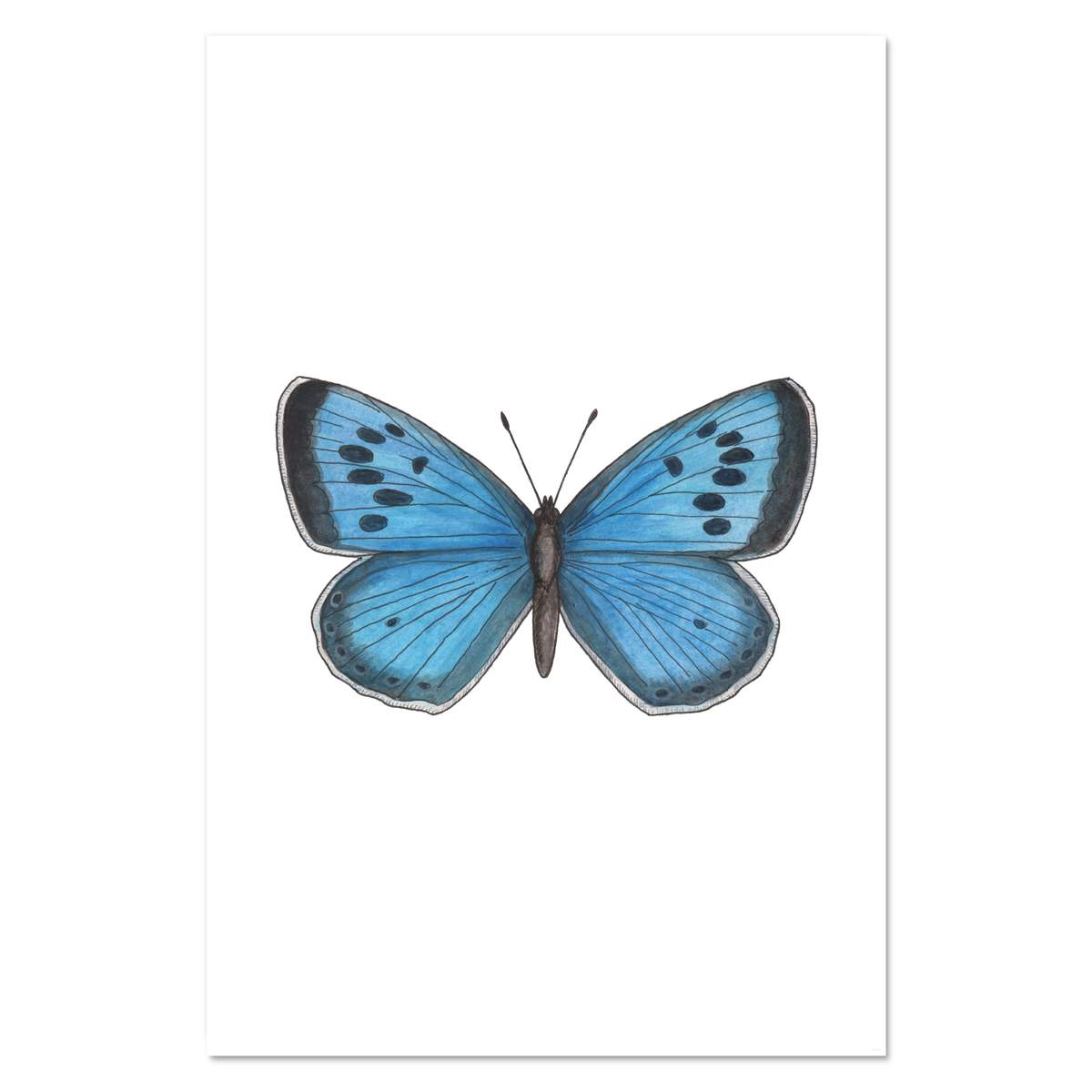 Super A1 'Blue Butterfly' Wall Poster / Print (PP00111125)