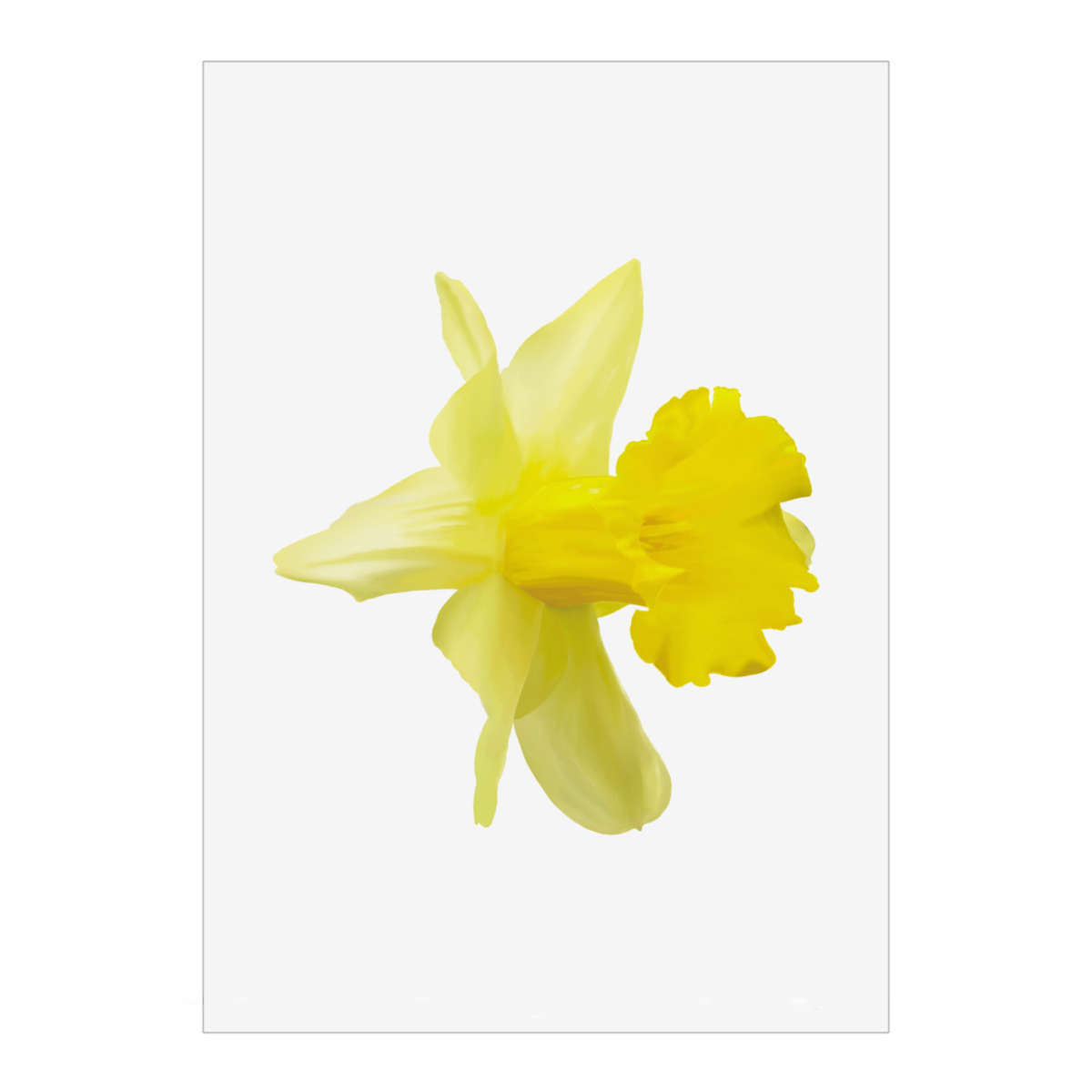 'Daffodil' Wall Art Poster - A1 Portrait - Unframed Wall Art Print for Home Decor - 914mm / 36in (PP00112365)