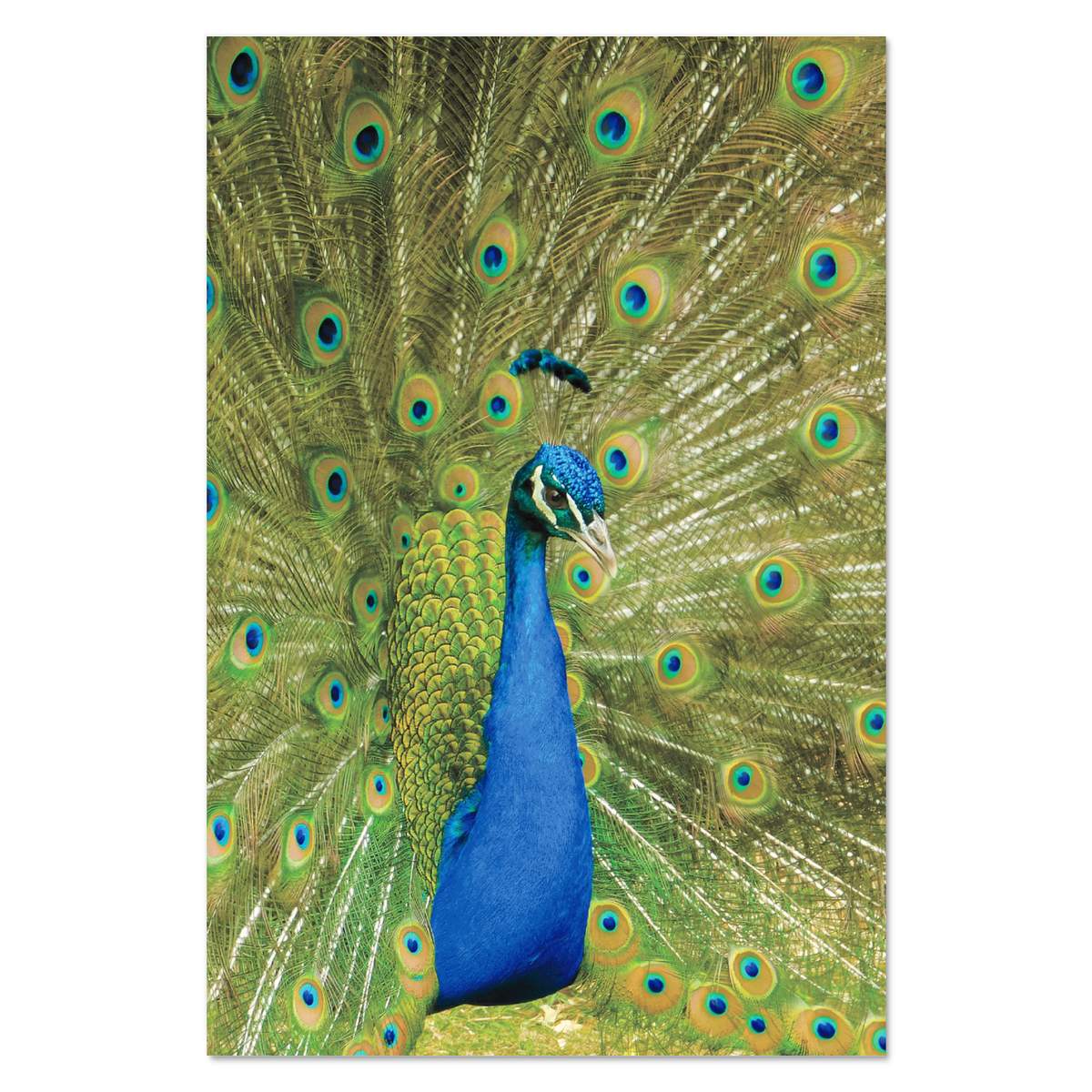 Super A1 'Peacock Display' Wall Poster / Print (PP00247589)