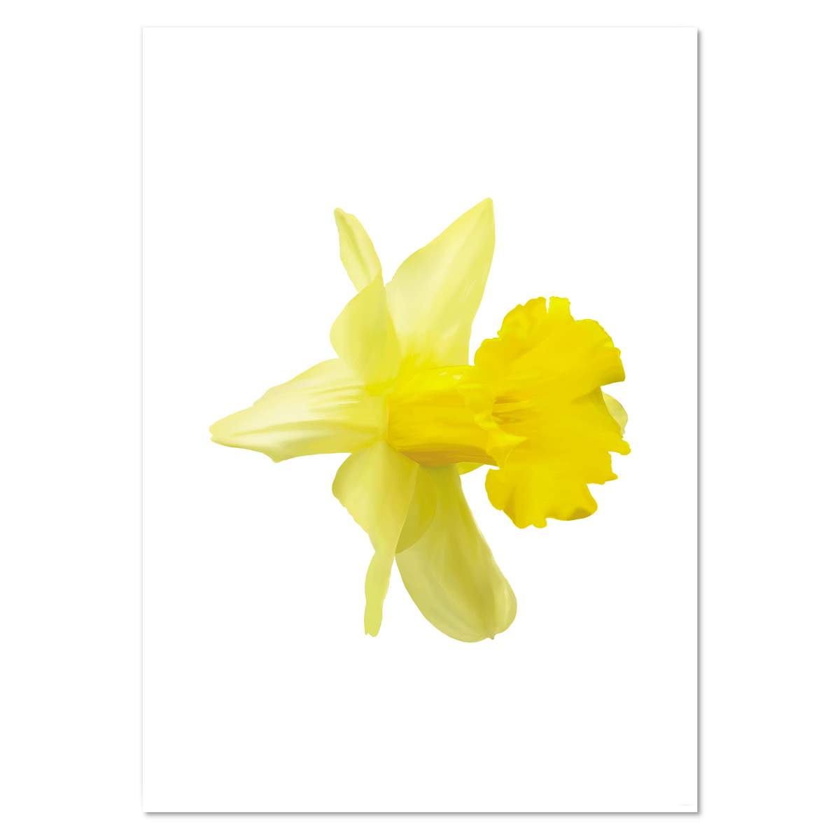 A2 'Daffodil' Wall Poster / Print (PP00010348)