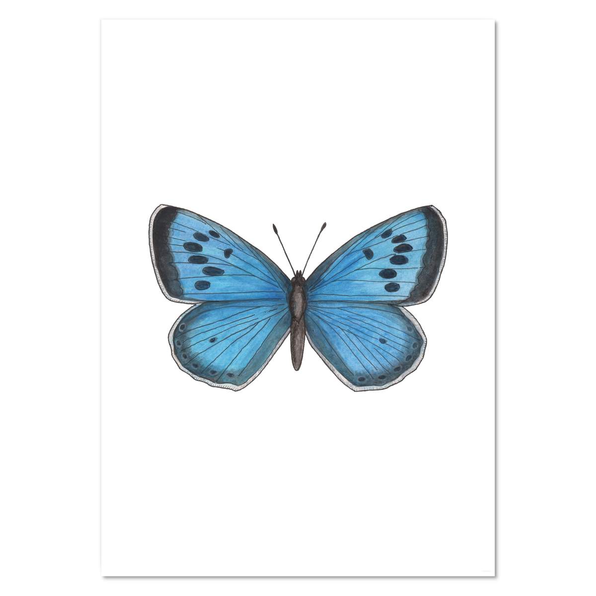 A2 'Blue Butterfly' Wall Poster / Print (PP00031572)