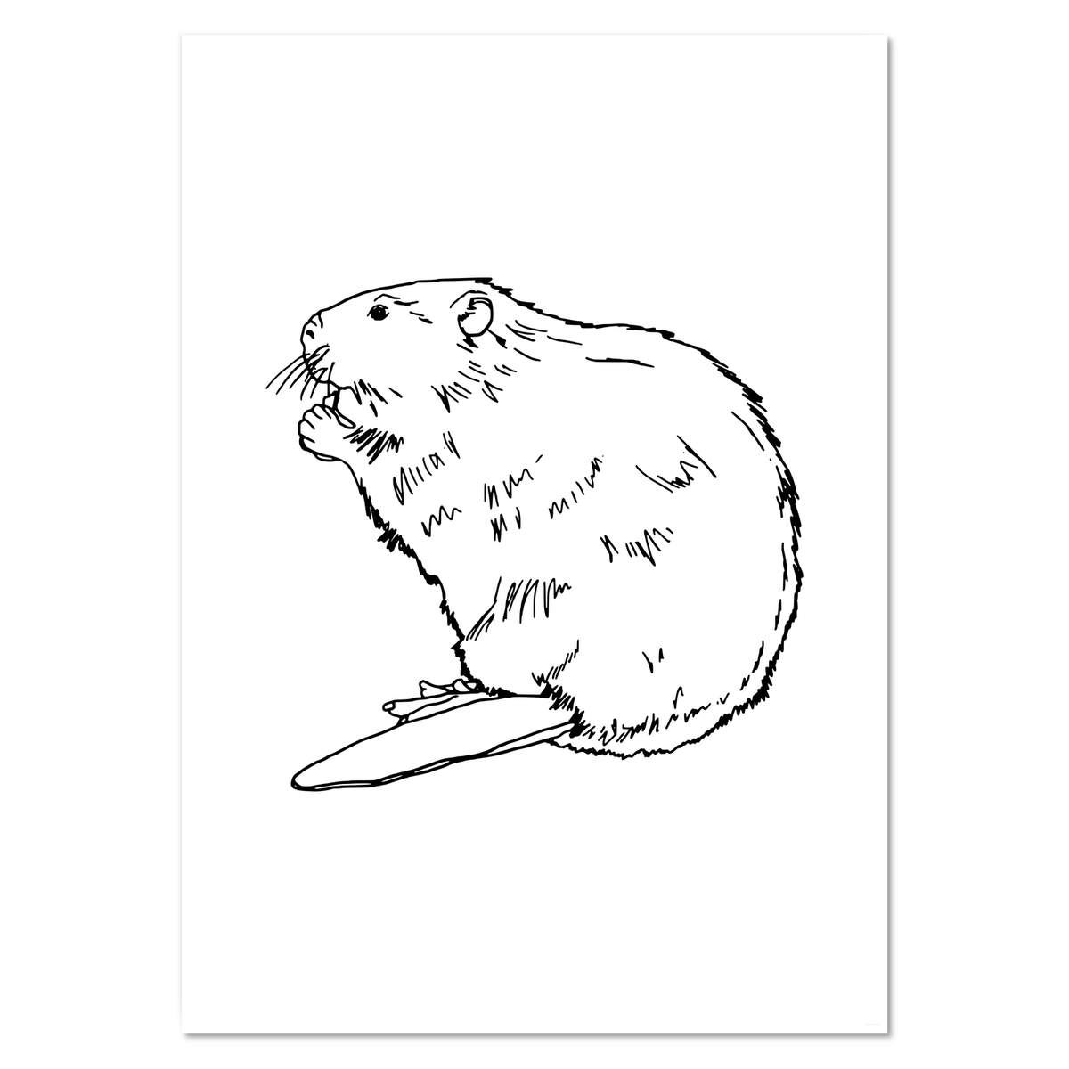 A2 'Beaver' Wall Poster / Print (PP00131200)