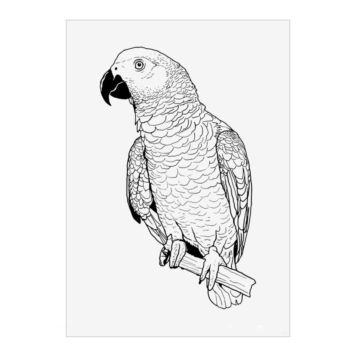 'African Grey Parrot' Wall Art Poster Print -  Unframed Artwork for Home Decor - A2 Portrait (PP00139976)