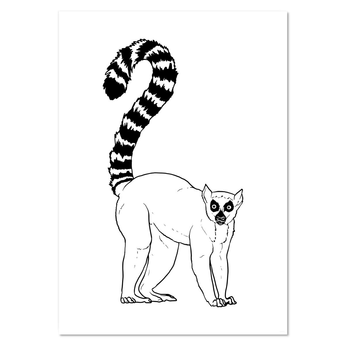 A2 'Ring-Tailed Lemur' Wall Poster / Print (PP00179897)