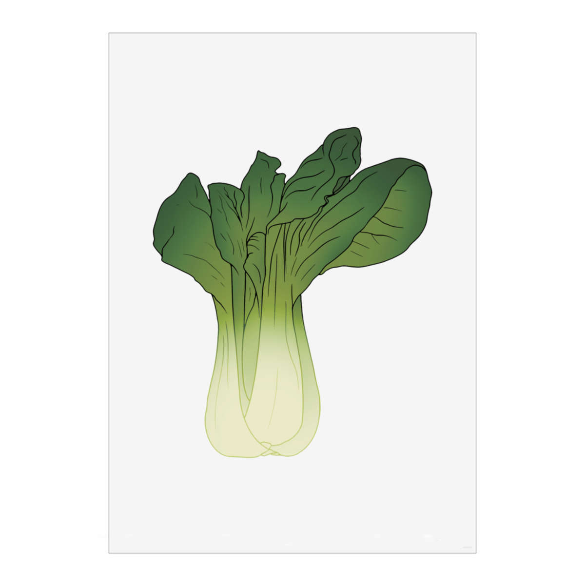 'Bok Choy Vegetable' Wall Art Poster - A2 Portrait - Unframed Wall Art Print for Home Decor - 594mm / 23.4in (PP00319062)