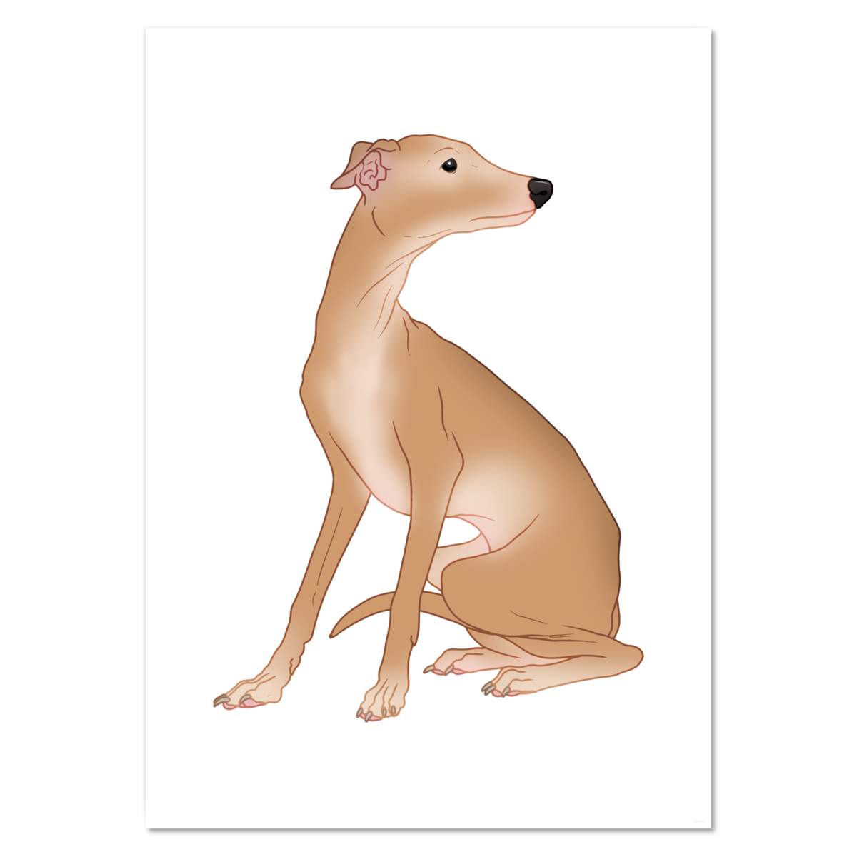 A2 'Elegant Italian Greyhound' Wall Poster / Print (PP00319254)