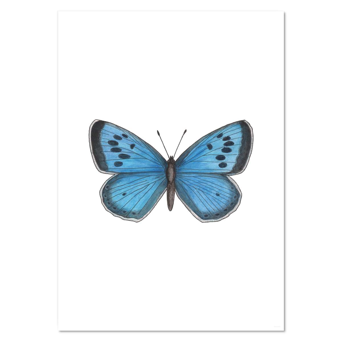 A3 'Blue Butterfly' Wall Poster / Print (PP00031571)