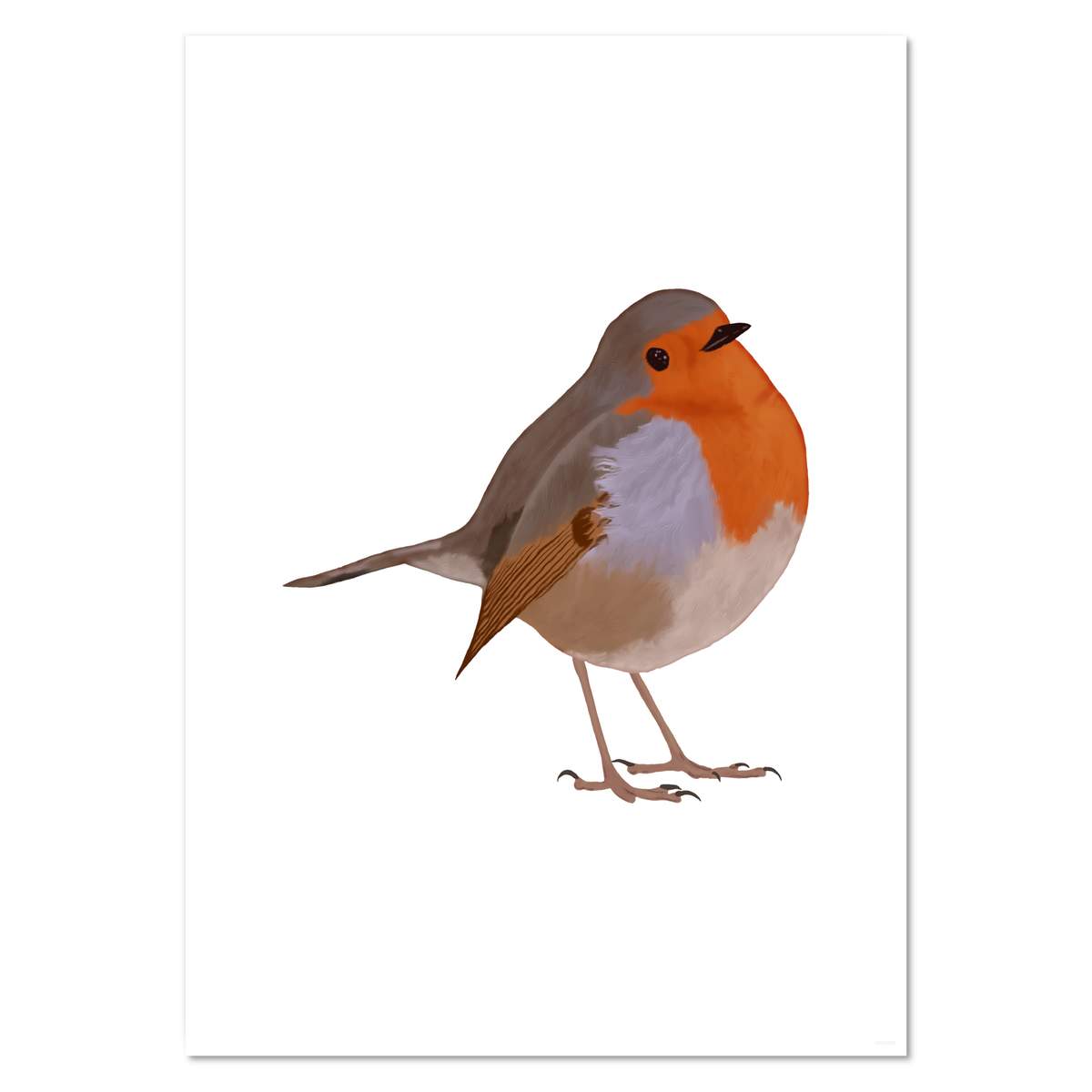 A3 'Robin' Wall Poster / Print (PP00074427)