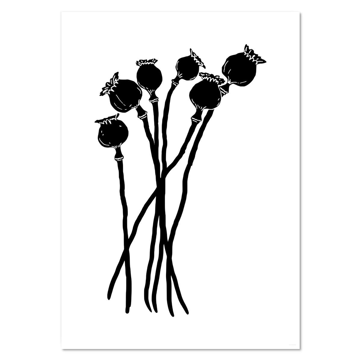 A3 'Poppy Seed Heads' Wall Poster / Print (PP00139387)