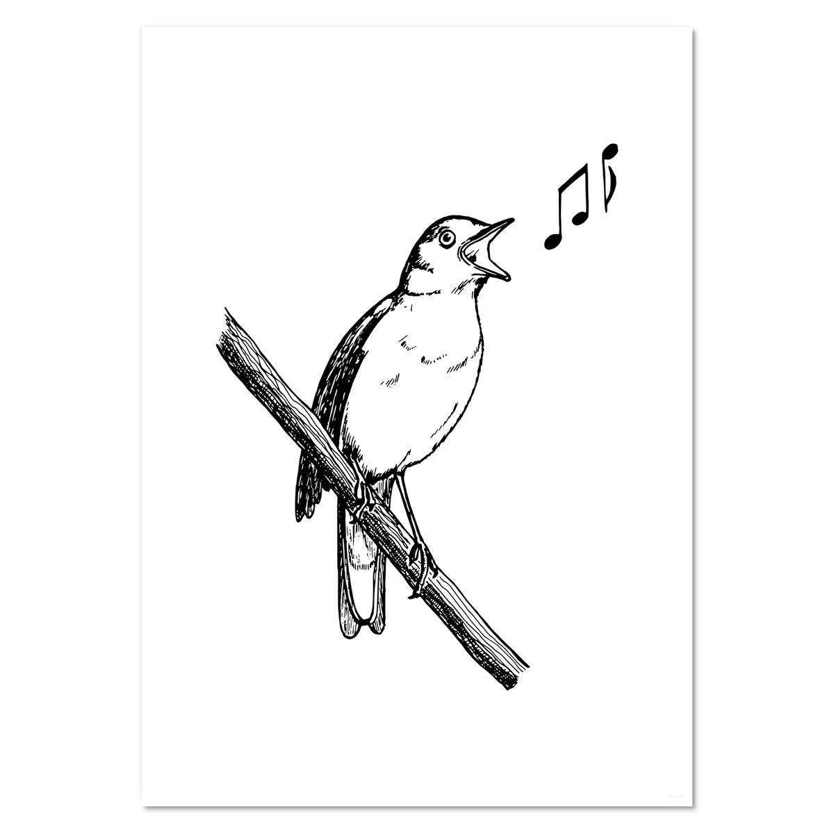 A3 'Common Nightingale' Wall Poster / Print (PP00190820)