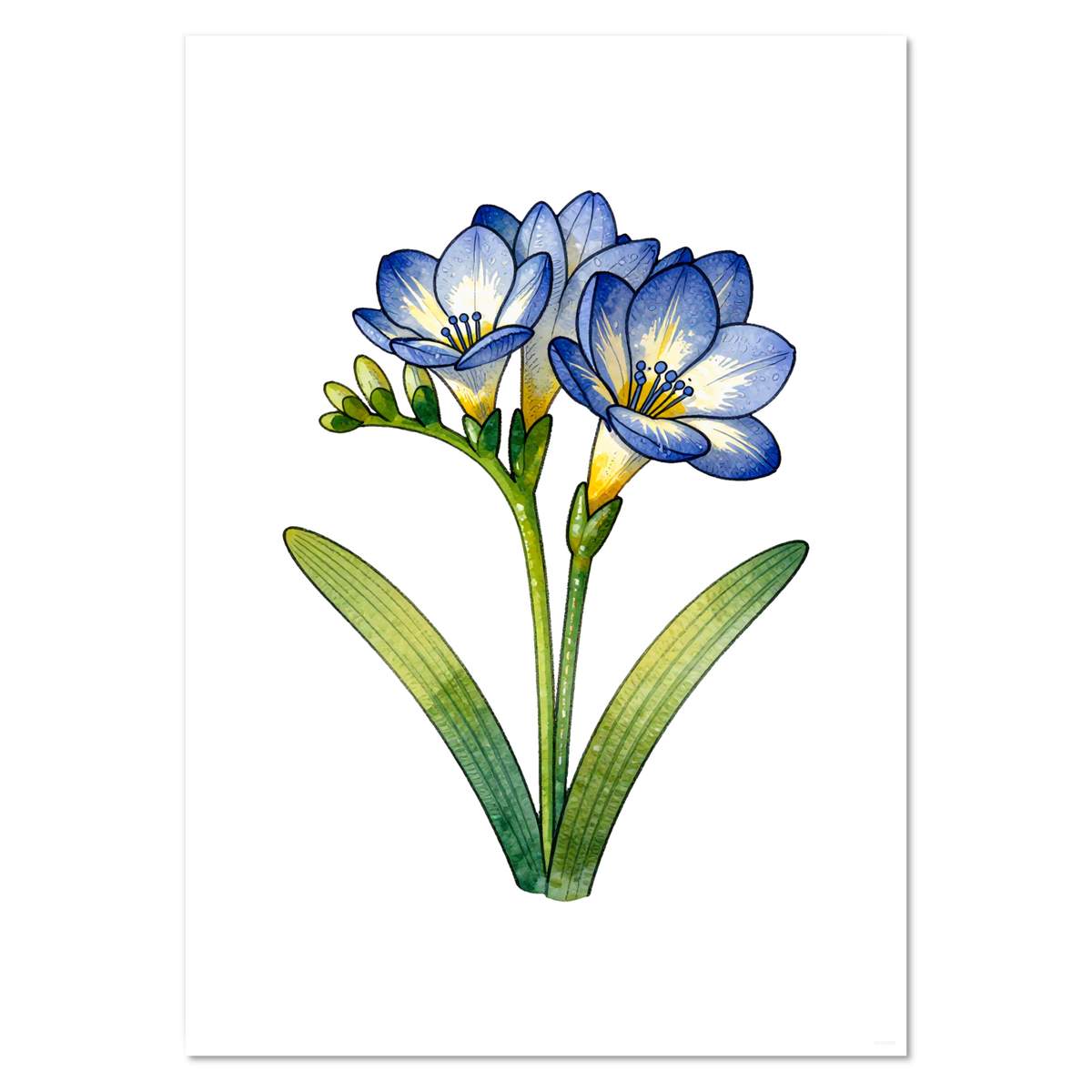 A3 'Blue Freesia Flower' Wall Poster / Print (PP00355528)