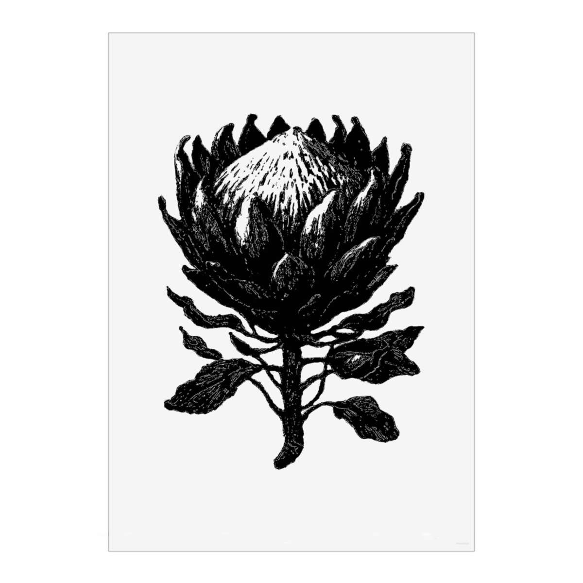 'Botanical King Protea Flower' Wall Art Poster Print -  Unframed Artwork for Home Decor - A3 Portrait (PP00357533)
