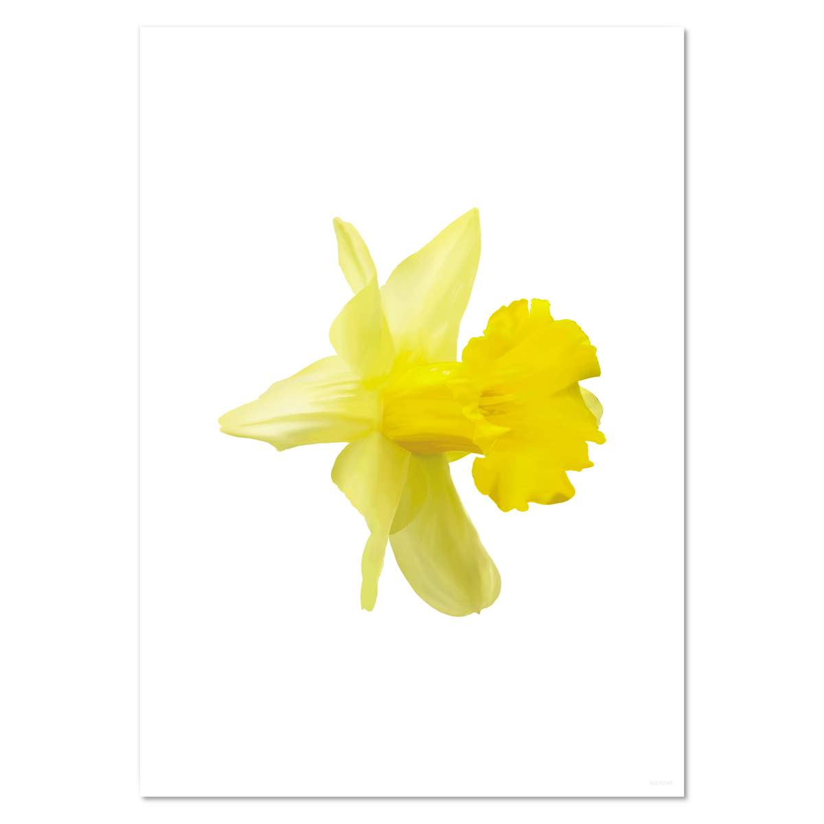 A4 'Daffodil' Wall Poster / Print (PP00010346)
