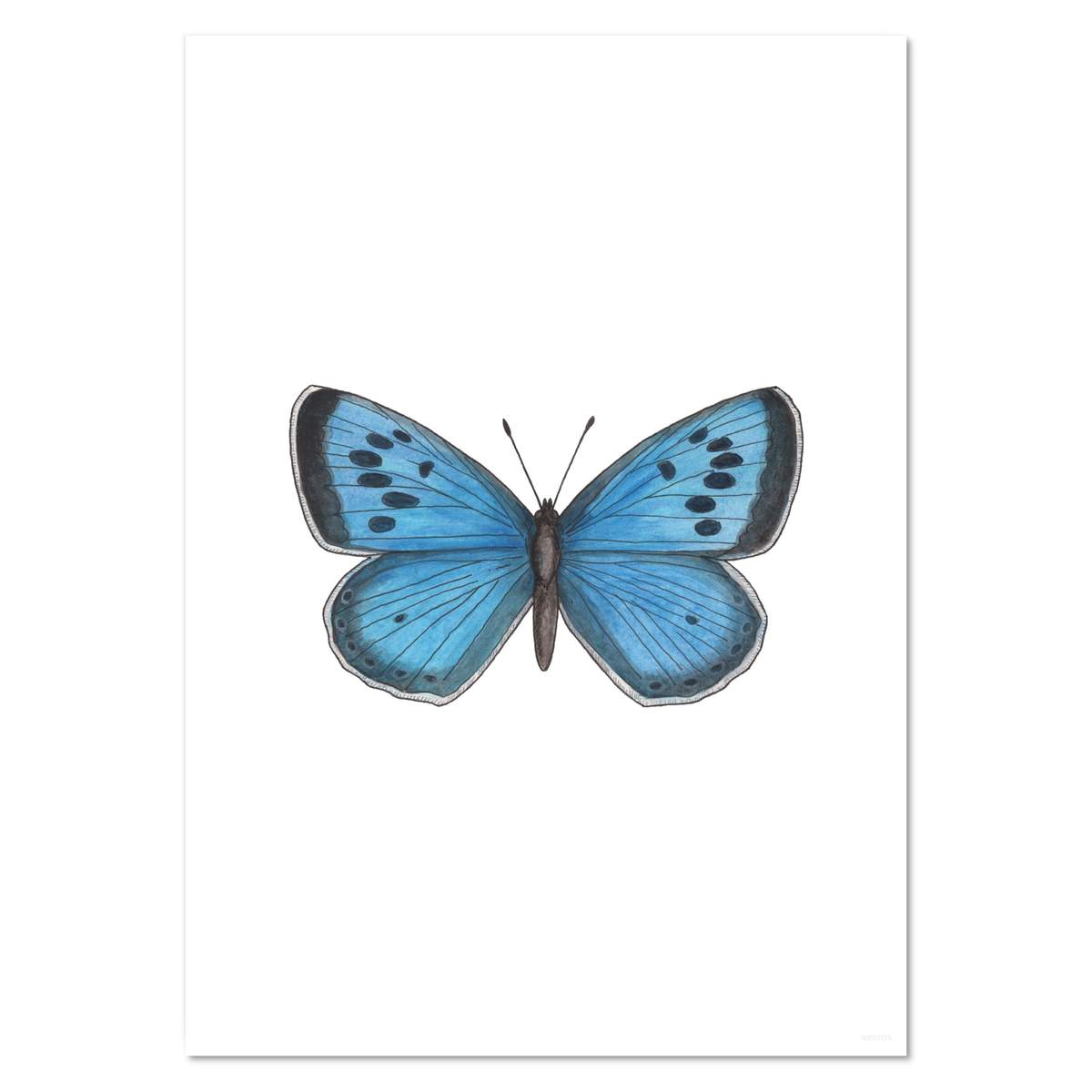 A4 'Blue Butterfly' Wall Poster / Print (PP00031570)