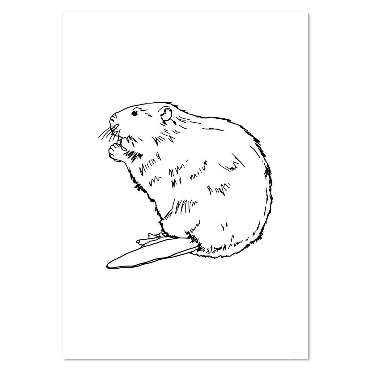 A4 'Beaver' Wall Poster / Print (PP00131198)