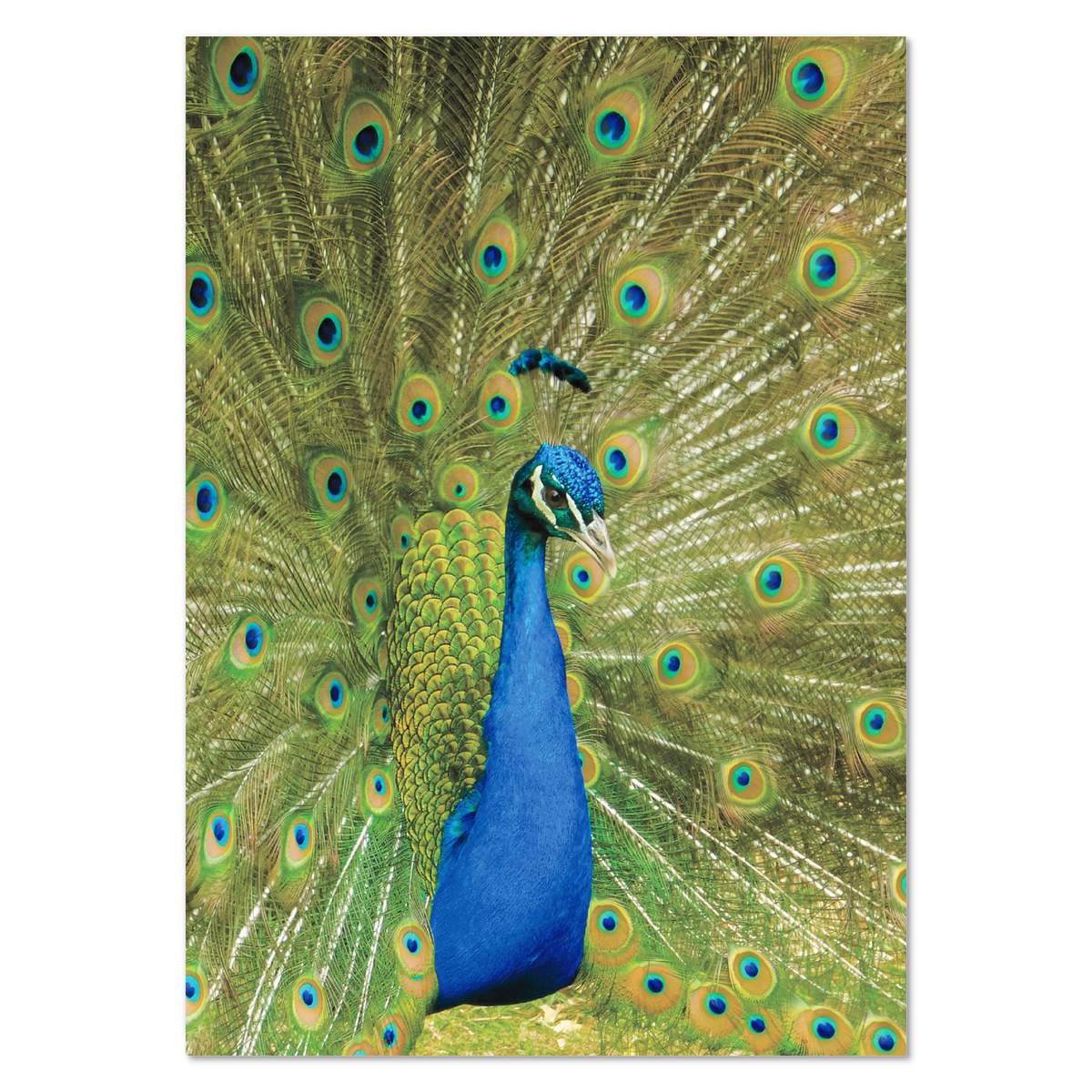 'Peacock Display' Wall Posters / Prints (PP041069)