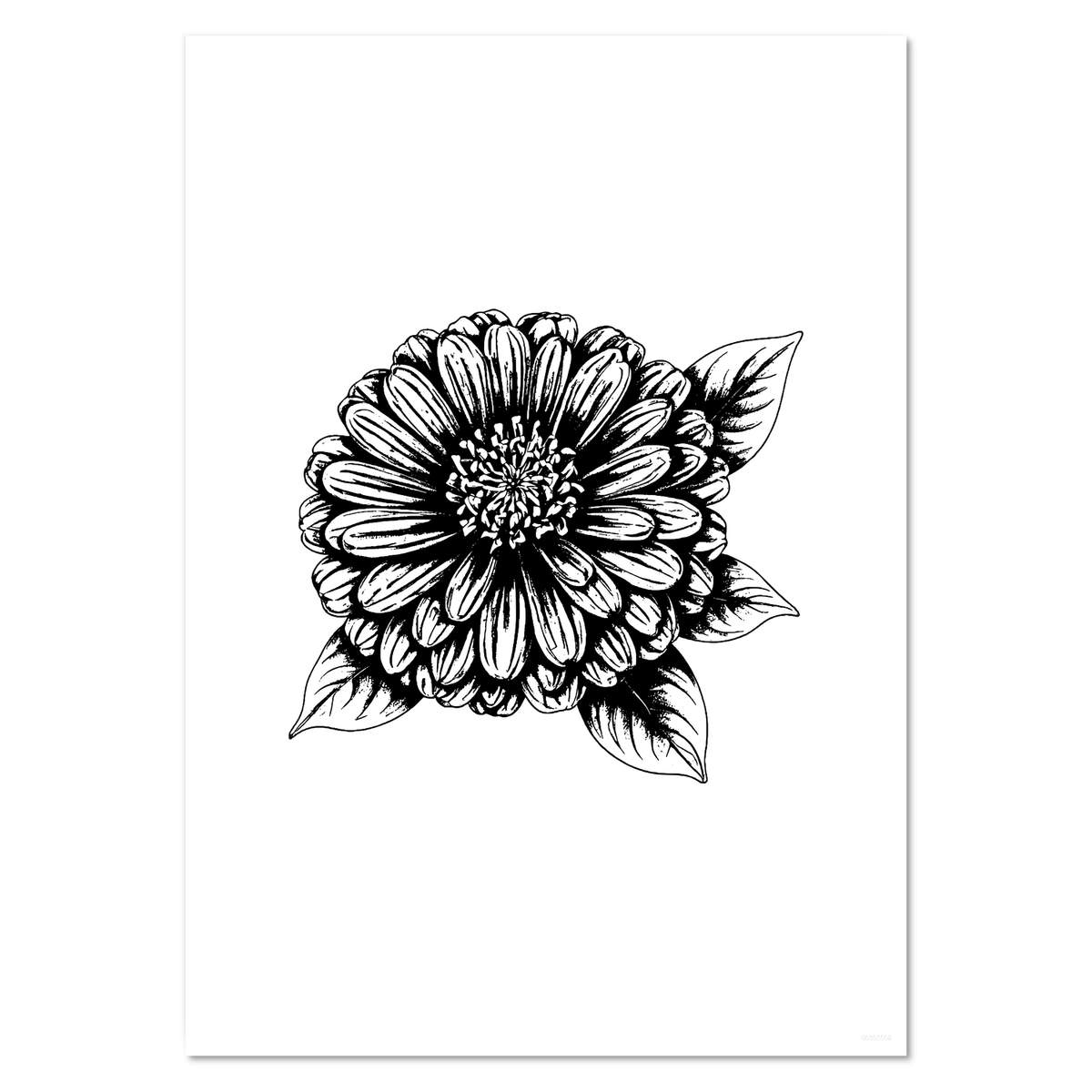 A4 'Blossoming Zinnia Flower' Wall Poster / Print (PP00355502)