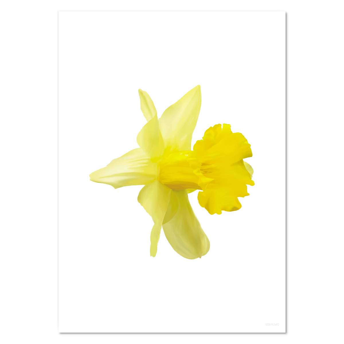 A5 'Daffodil' Wall Poster / Print (PP00010345)