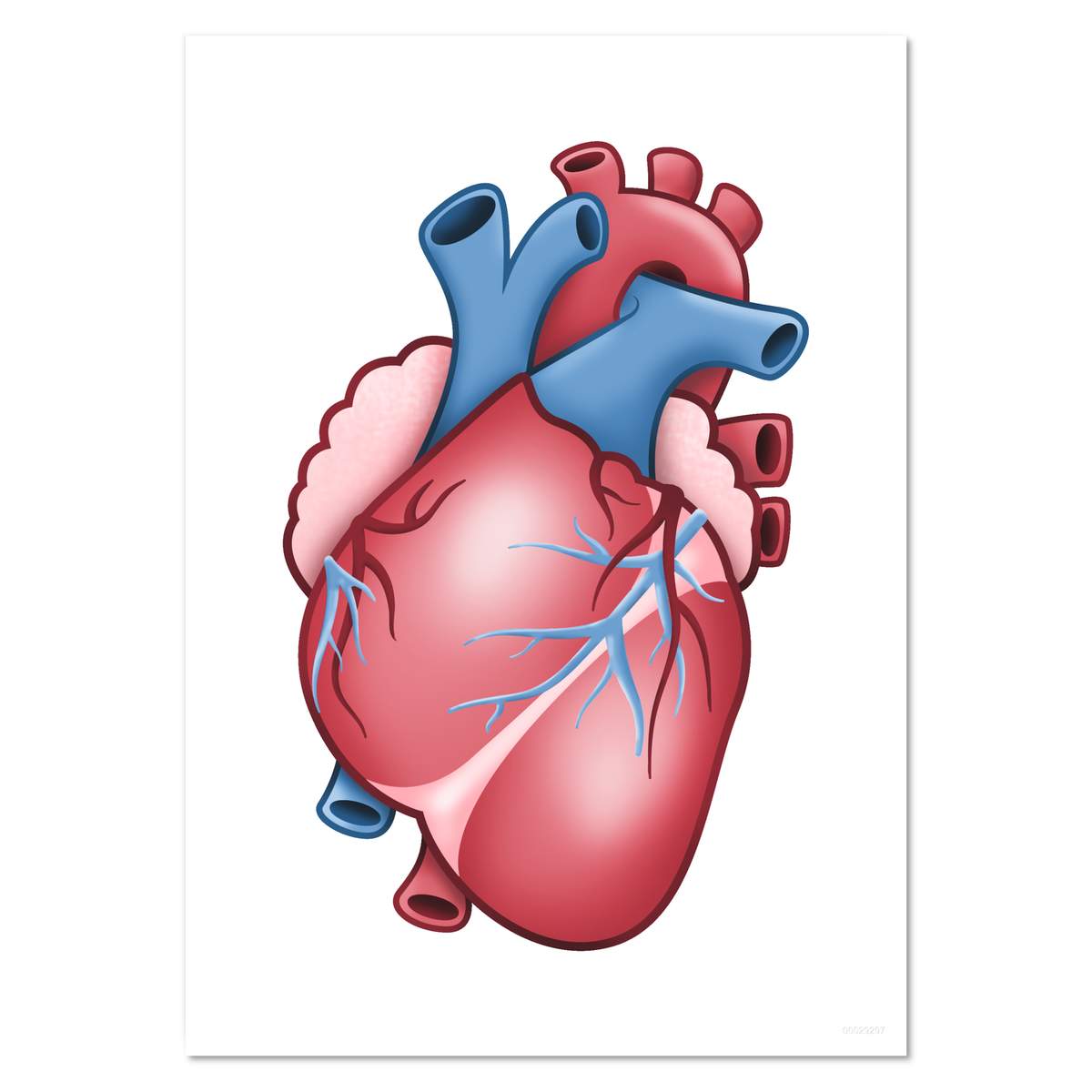 A5 'Human Heart' Wall Poster / Print (PP00029297)