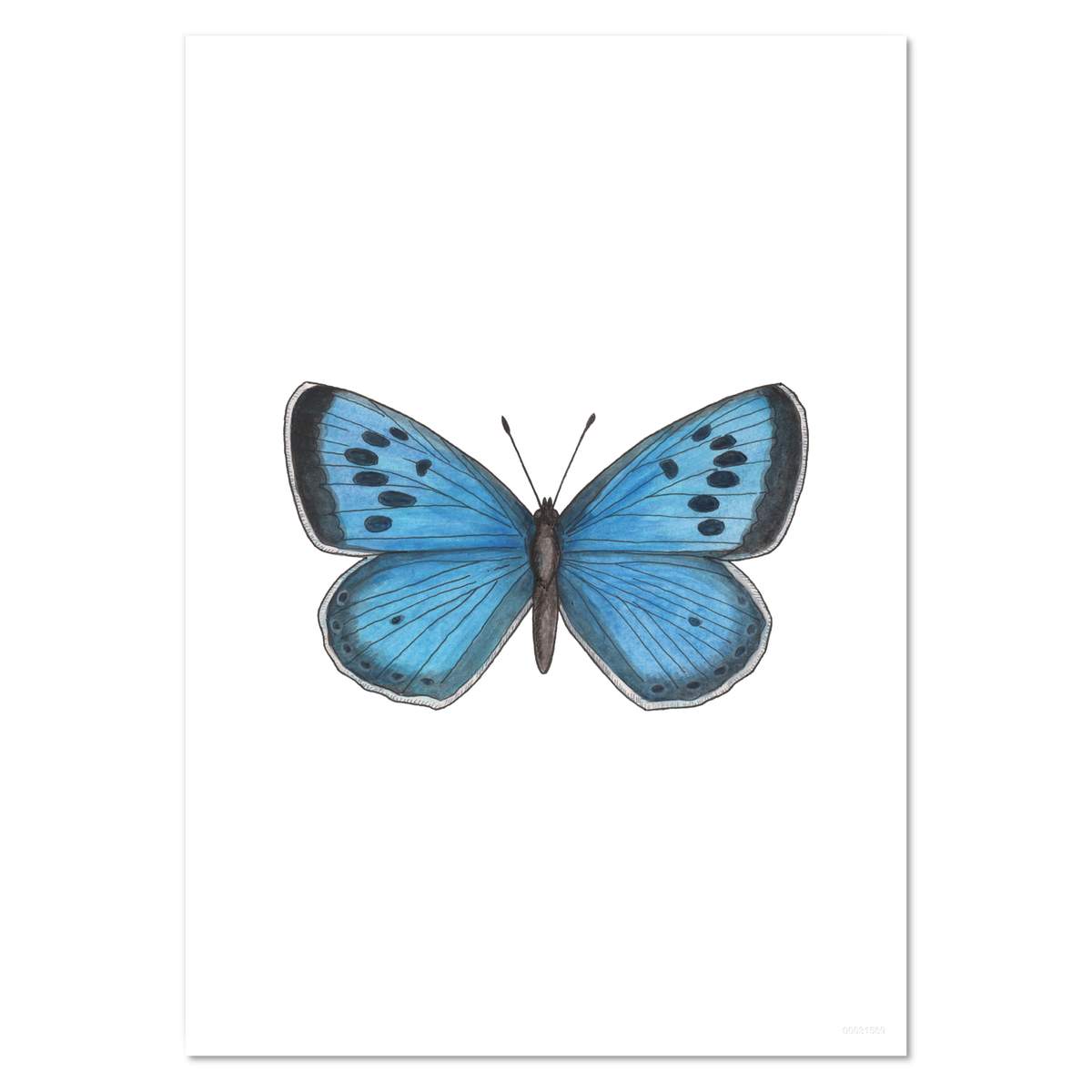 A5 'Blue Butterfly' Wall Poster / Print (PP00031569)
