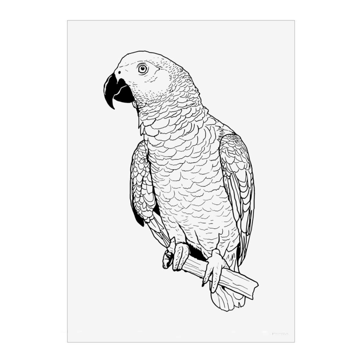 'African Grey Parrot' Wall Art Poster Print -  Unframed Artwork for Home Decor (PP028546)