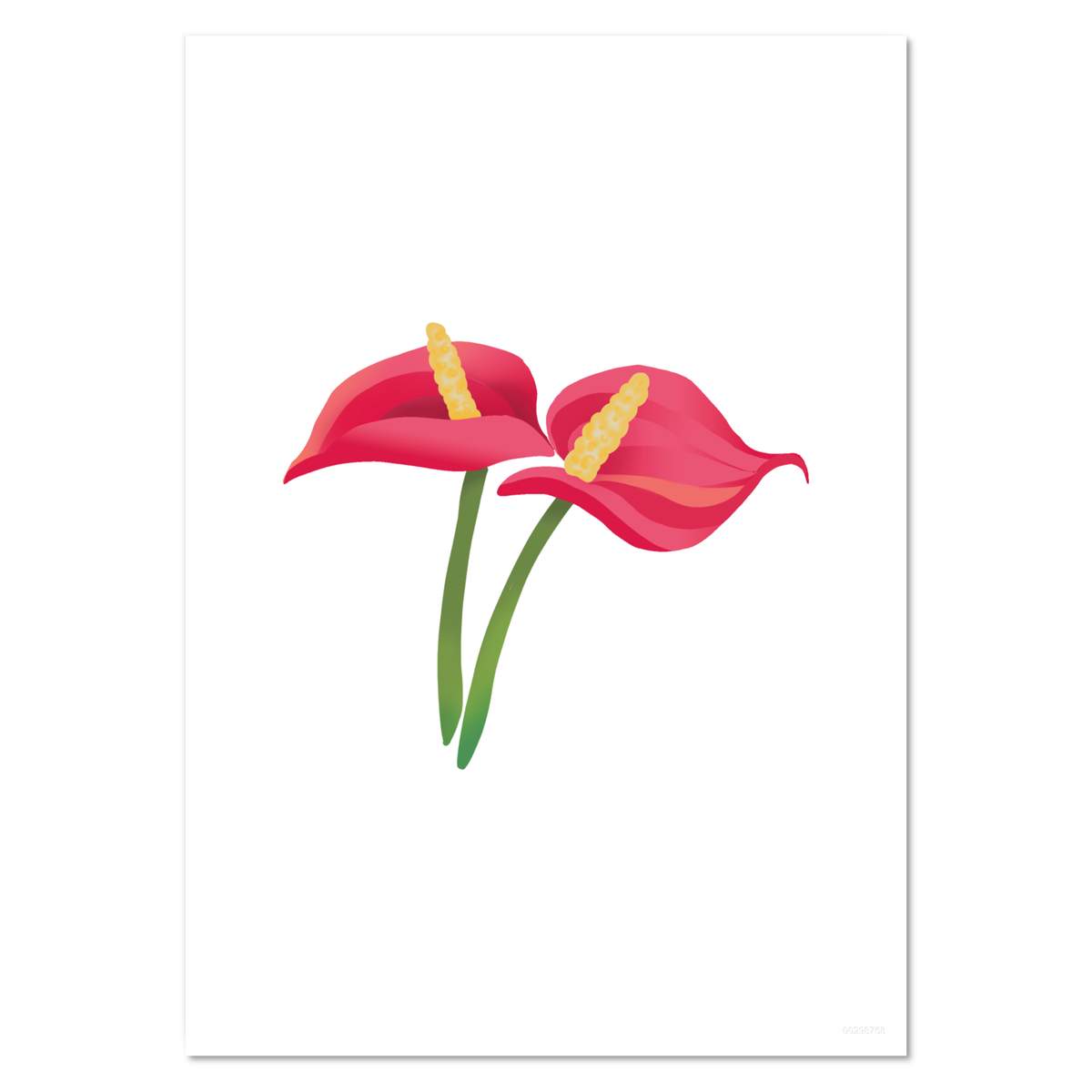 'Red Anthurium Tropical Flower' Wall Posters / Prints (PP051104)